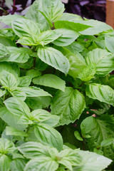 Green basil in garden