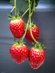 Fresh strawberries in the farm hang in the air with leaf