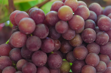grapes in garden