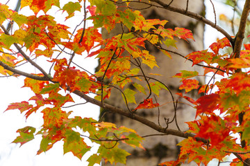 Red Fall Leaves