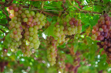 grapes in garden