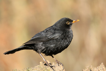 Obraz premium Männliche Amsel