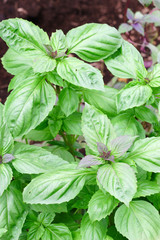 Green basil in garden
