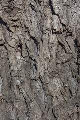 Wrinkled old willow tree bark, willow bark texture