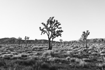 Joshua trees and desert landscape at Joshua Tree National Park 