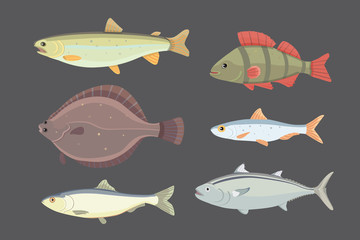Fototapeta premium Isolated river fish. Set of freshwater sea cartoon fishes. Fauna ocean vector illustration
