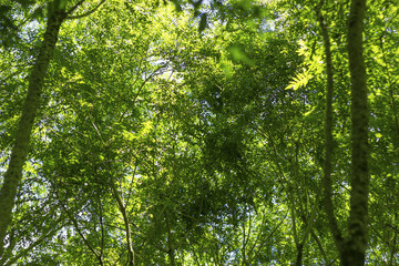 Nature green texture background. Green blur background. Outdoor bokeh abstract