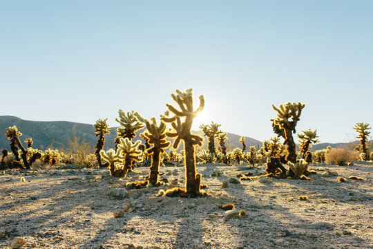 Cholla Trees