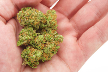 Close up of medical marijuana bud