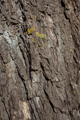Wrinkled old willow tree bark, willow bark texture