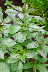 Green basil in garden