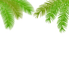 Fototapeta na wymiar Palm leaves on white background. Vector illustration.