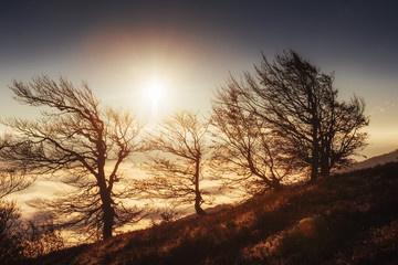 Fototapeta na wymiar birch forest in sunny afternoon while autumn season