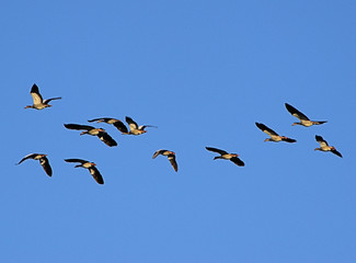 Enten auf der Futtersuche bei Obersteimel, Gemeinde Reichshof