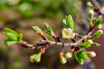 buds and flowers on a branch of a cherry plum, closeup, toning