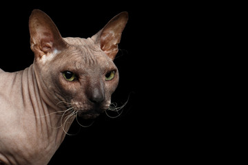 Closeup head of Sphynx Cat Looking side on Isolated Black Background