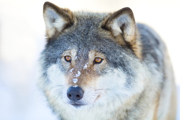Close-up portrait of a wolfs head in the winter