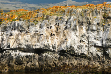 Cormorants rock wall at Beagle channel (Ushuaia)