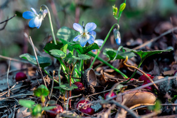 first spring flowers in the forest, Ukraine