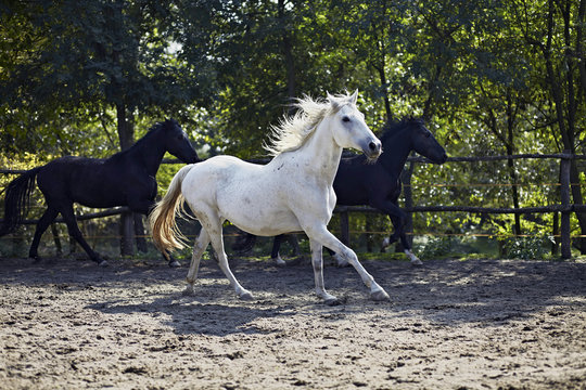 Herd Of Horses, Baranja, Croatia, Europe