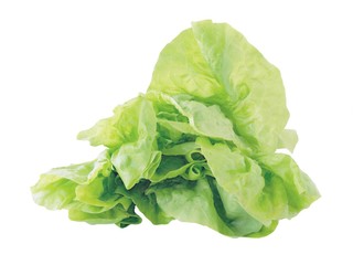 lettuce as lef vegetable