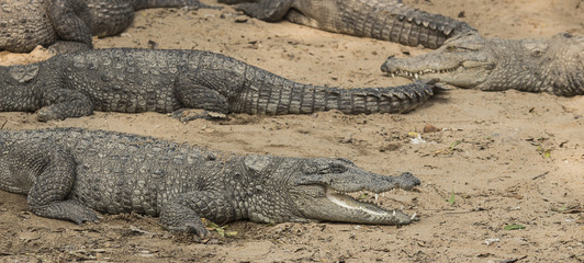 Crocodiles