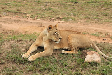 Fototapeta na wymiar Sitting female lion in Kenya