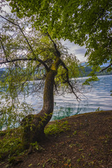 Tree bent down to the water of the lake of Bled (Slovenja)