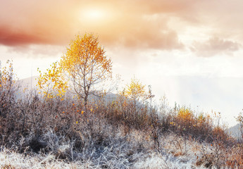 magical winter snow covered tree. Sunset in the Carpathians. Ukr