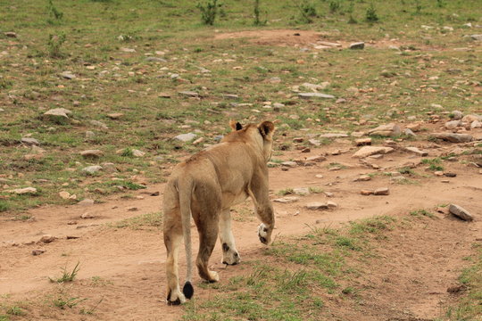 Back of walking lion in Kenya
