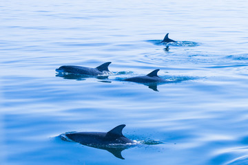 Dolphin pod in the morning