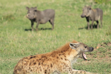 Yawning Spotted Hyena with 2 Warthogs behind in Massai Mara, Kenya