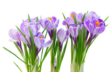 Frische Blumen und Blätter des violetten Krokus lokalisiert auf weißem Hintergrund