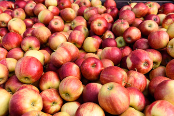 Äpfel in der Kiste - Ernte Jonagold