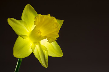 Close up image of yellow daffodil with back lighting