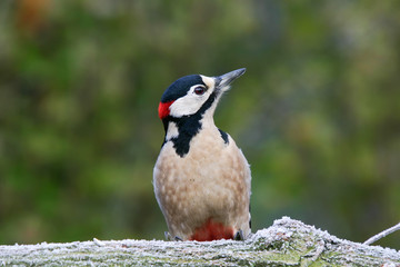 Specht auf frostigen Baumstamm im Winter