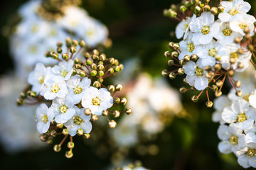 Blooming Spiraea shrub
