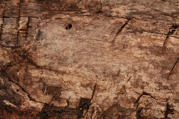 wood texture , surface, tree bark , wood background