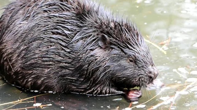 european bever,Otrokovice region Czech republic