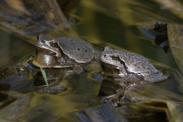 Europaean tree frog Hyla arborea emerging from water in spring