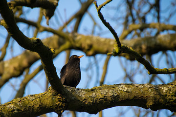 Male blackbird (Turdus merula) perched in tree on a winter's day