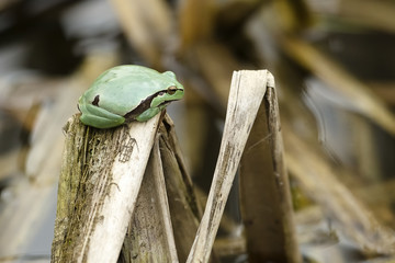 Europaean tree frog Hyla arborea emerging from water in spring