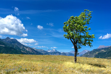 Tree with mountains in the background.