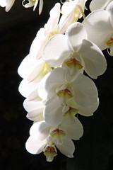 Orchid&eacute;e blanche au lever du soleil