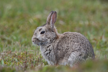 Wildkaninchen auf Feld in Schottland