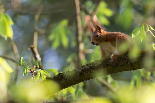 Eichh&ouml;rnchen in Baum