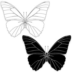 Hand drawn butterfly zentangle style