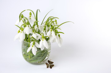 Fresh snowdrops in vase on white background