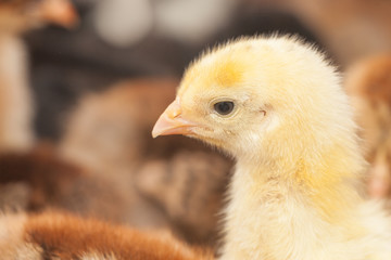 Hühner Küken