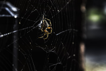 A spider and its web with an egg sace